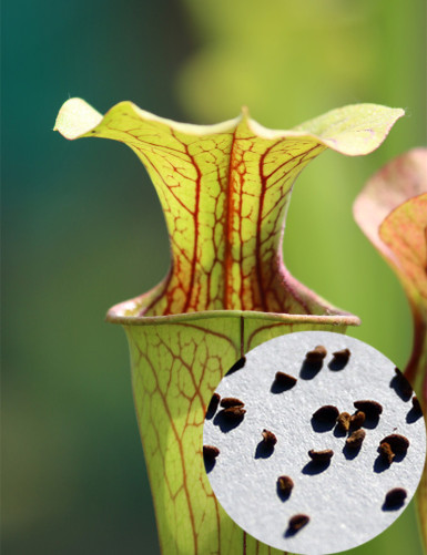 Graines de Sarracenia oreophila sand montain Plante carnivore