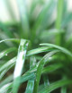 Plantes terrariums Ophiopogon japonicus nanus