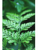 Plantes terrariums Davallia canariensis