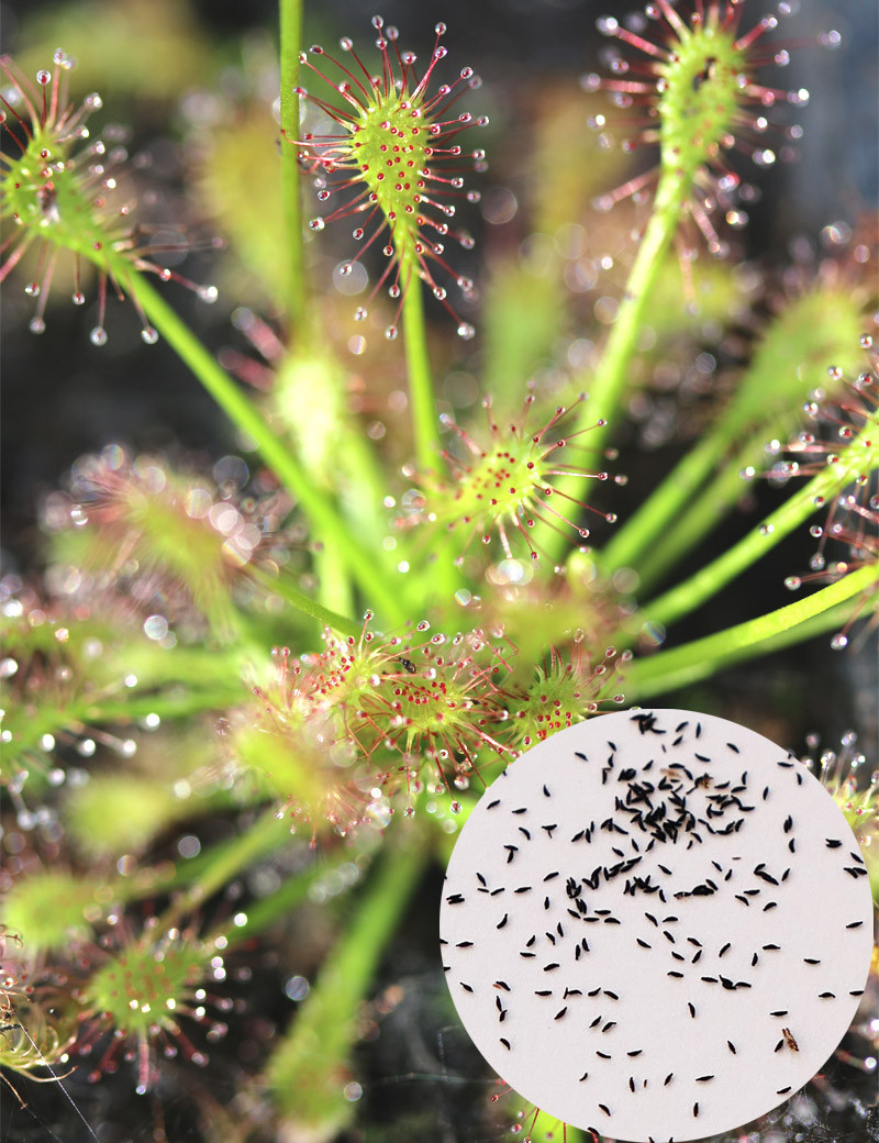 Drosera intermedia seeds Carnivorous plant