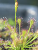 Drosera intermedia seeds Carnivorous plant
