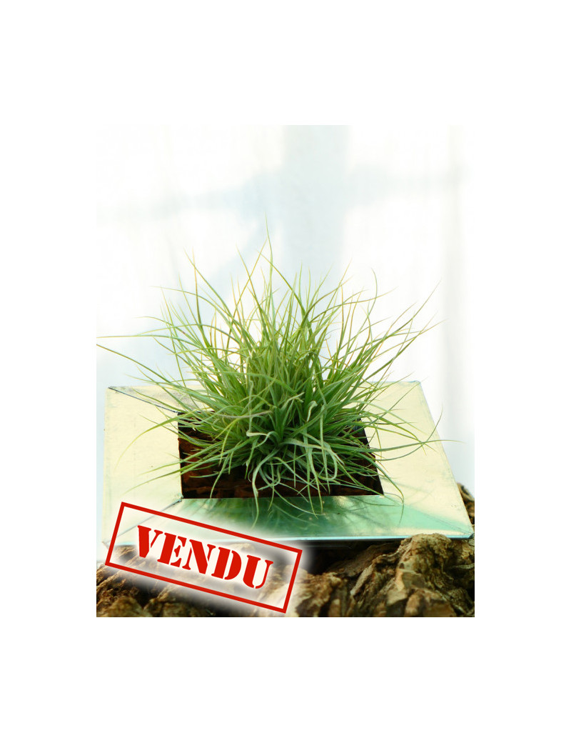Tillandsia rectifolia en touffe - Présenté