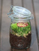 Drosera aliciae - En terrarium carnivorous plant
