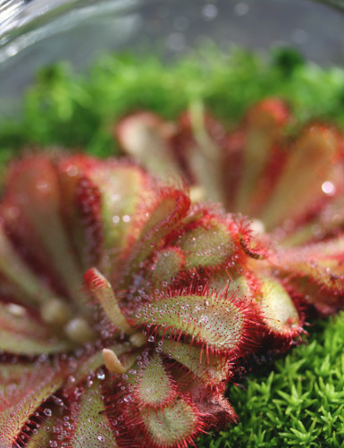 Drosera aliciae - En terrarium carnivorous plant