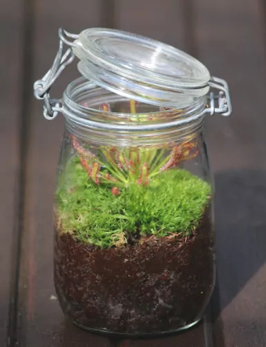 Drosera capensis - En terrarium