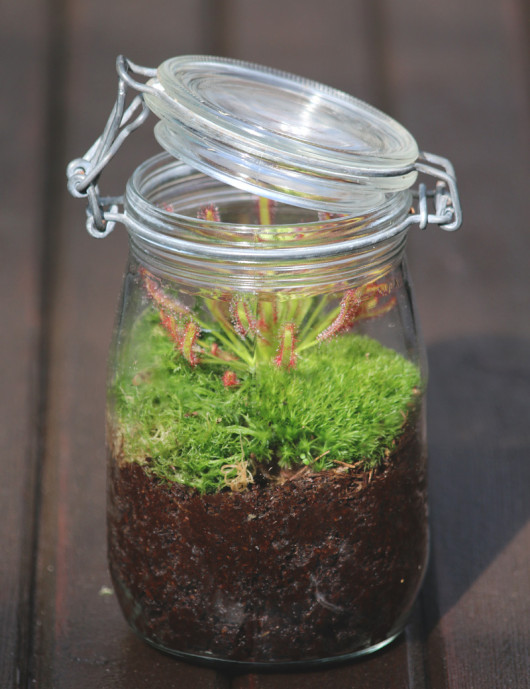 Drosera capensis - En terrarium