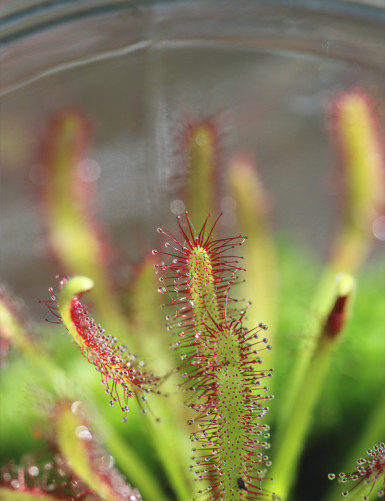 Drosera capensis - En terrarium