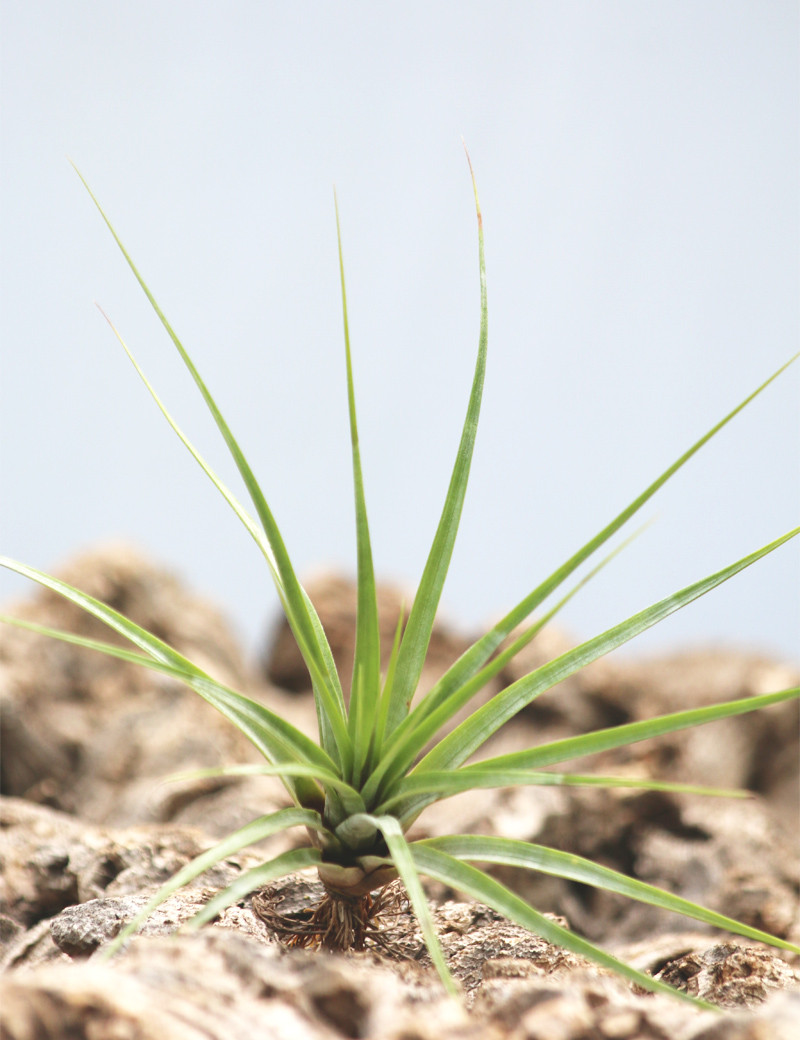 Tillandsia concolor fille de l'air