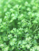Plantes terrariums Selaginella apoda