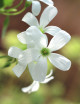 Green Oxalis triangularis flowers - False clover -