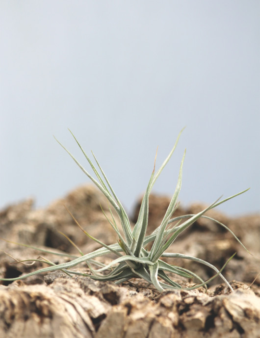 Tillandsia schiedeana fille de l'air