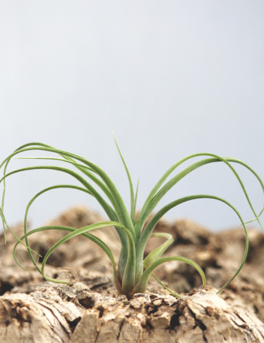 Tillandsia curly slim fille de l'air