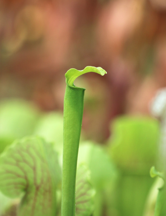Plante carnivore Sarracenia rubra gulfensis heterophylla