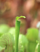 Plante carnivore Sarracenia rubra gulfensis heterophylla