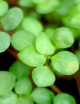 Plantes terrariums Pilea glauca greyzy | À repiquer