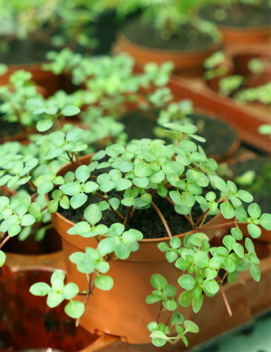 Plantes terrariums Pilea glauca greyzy | À repiquer