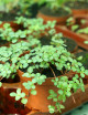 Terrarium plants Pilea glauca greyzy | To transplant