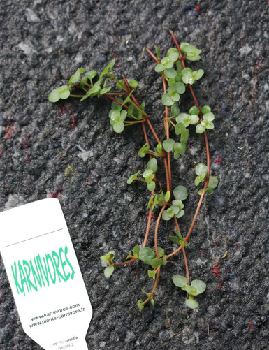 Plantes terrariums Pilea glauca greyzy à repiquer