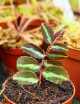 Elatostema is a creeping plant of the earth