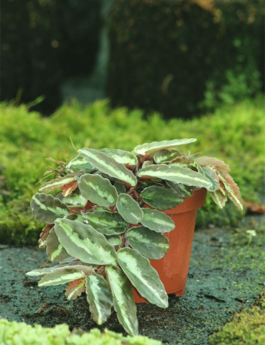 Elatostema repens en pot vendu sur karnivores.live