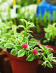 Plantes terrariums Aptenia cordifolia variegata - Ficoïde à feuilles en cœur