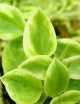 Terrarium plants Aptenia cordifolia variegata - Heart-leaved figwort