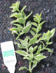 Aptenia cordifolia variegata for transplanting
