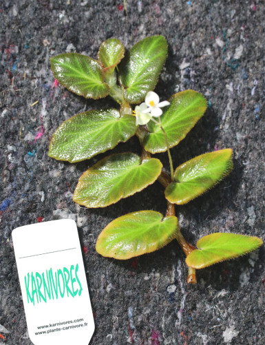 Begonia thelmae for transplanting