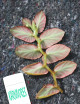 Begonia thelmae à repiquer verso