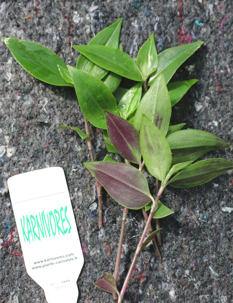 Tradescantia fluminensis à repiquer