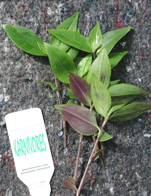 Tradescantia fluminensis à repiquer