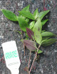 Tradescantia fluminensis à repiquer