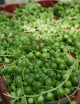 Senecio rowleyanus