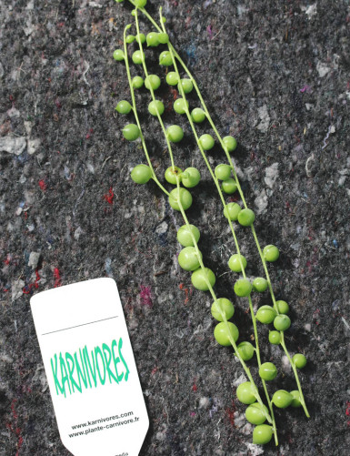 Senecio rowleyanus à repiquer
