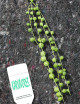 Senecio rowleyanus à repiquer