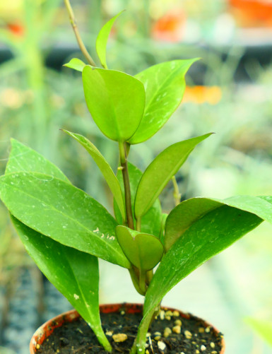 Fleur de porcelaine Hoya sp. cv Sunrise | À repiquer