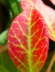 Porcelain flower Hoya sp. cv Sunrise | For transplanting