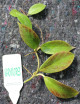 Fleur de porcelaine Hoya sp. cv Sunrise | À repiquer