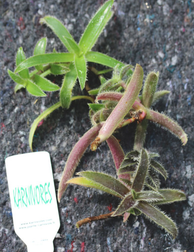 Tradescantia tomentosa for replanting