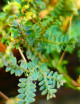 Plantes terrariums Selaginella uncinata | À repiquer