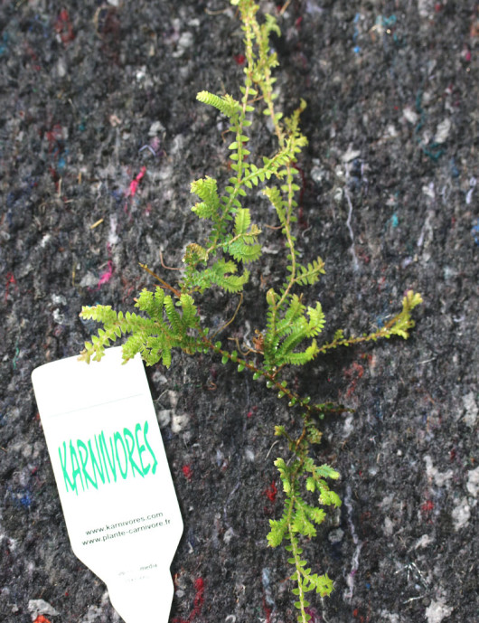 Selaginella uncinata à repiquer