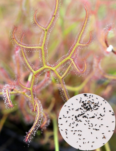Drosera binata Seeds (MIX) Carnivorous Plant