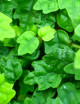 Terrarium plants Ficus pumila quercifolia | To transplant