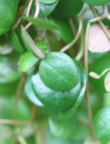 Plantes terrariums Peperomia pepperspot