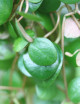Plantes terrariums Peperomia pepperspot