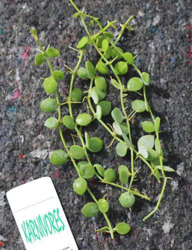 Terrarium plants Dischidia nummularia | To transplant