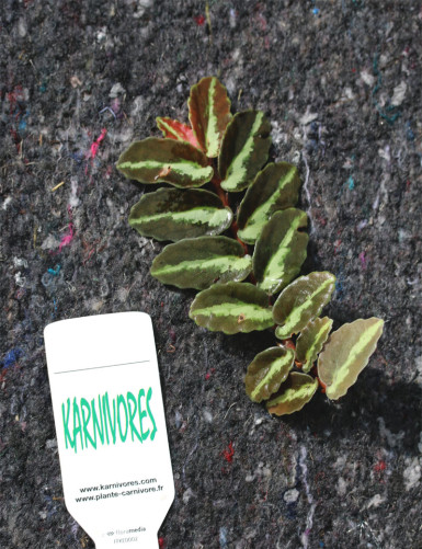 Elatostema repens à repiquer