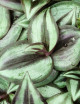 Terrarium plants Tradescantia zebrina purple | To transplant