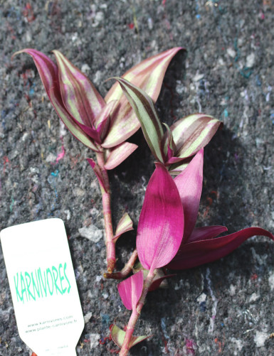 Plantes terrariums Tradescantia zebrina pourpre | À repiquer