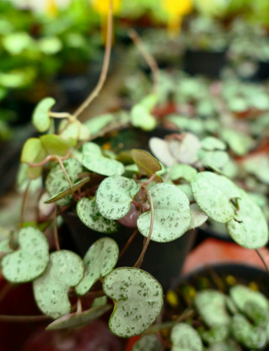 Ceropegia woodii chain of heart